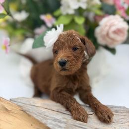 Gigi - Apricot female Goldendoodle puppy in Willacoochee, Georgia from Kitandkboodle's Doodles