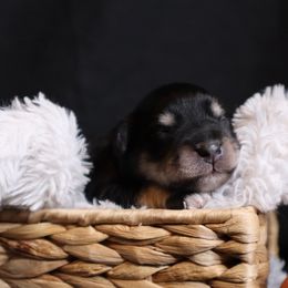 Girl 2 - Black and silver female Miniature Schnauzer puppy in Milmay, New Jersey from Butterleaf Farms