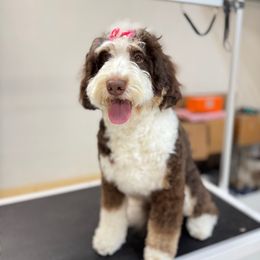 Bao Bao - Bernedoodle