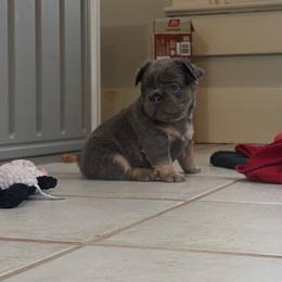 Stevie Nicks - Blue female French Bulldog puppy in Lenora, Kansas from North Fork Frenchies