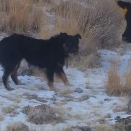 Ben - Australian Shepherd