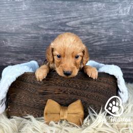 Glider - Sable male Goldendoodle puppy in Utah County, Utah from Big Hearted Breeders