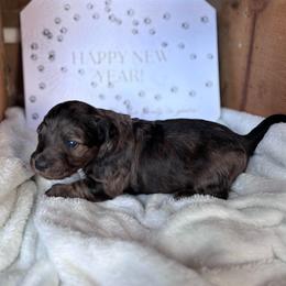 Grouse - Dapple male Dachshund puppy in Mc Alester, Oklahoma from A Anchor Farm