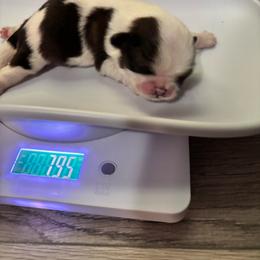 Boy 1 - Black and white male Shih Tzu puppy in Allendale, Michigan from Rooks' Shih Tzus