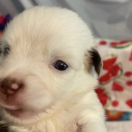 Swiss - Red tri-color male Miniature American Shepherd puppy in Garysburg, North Carolina from Schaefer's Miniature American Shepherds