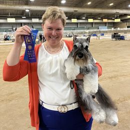 Miniature Schnauzer Puppies from Lindow Schnauzers