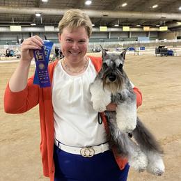 Miniature Schnauzer Puppies from Lindow Schnauzers