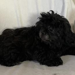 Puppy 4 - Black and tan male Shih Tzu puppy in Kingsley, Michigan from Joseph's Shih Tzus