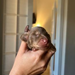 BOY 3 - Chocolate and cream male Dachshund puppy in Hutto, Texas from R.G. Dachshunds