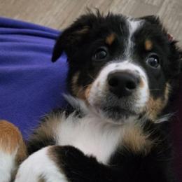 Mr. Bones - Black & white male Australian Shepherd puppy in Warren, New Hampshire from Waggle Time Farms