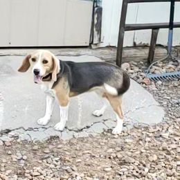 Sadie - Beagle