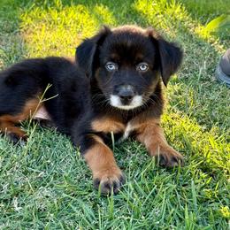 AnW - Black tri male Miniature Australian Shepherd puppy in Lincoln, California from Country Dreams Mini Aussies