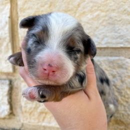 Bella - Blue merle female Bernedoodle puppy in Austin, Texas from Boutique Bernedoodles & Co.