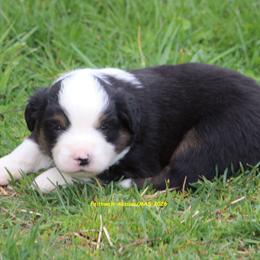 Ash - Black tri male Miniature American Shepherd puppy in Hillsdale, Michigan from Faithwalk Aussies and Mini American Shepherds