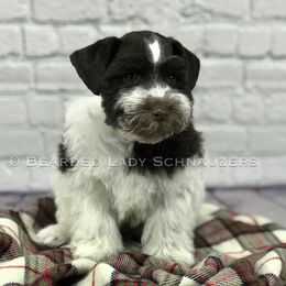 Miniature Schnauzer Puppies from Bearded Lady Schnauzers