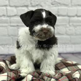 Miniature Schnauzer Puppies from Bearded Lady Schnauzers