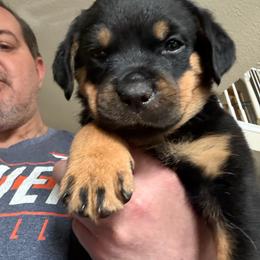 White girl - Black and mahogany female Rottweiler puppy in Colorado Springs, Colorado from Von Locher Rotties