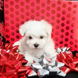Chanel - White female Maltese puppy in Austin, Texas from Austin Maltese Babies