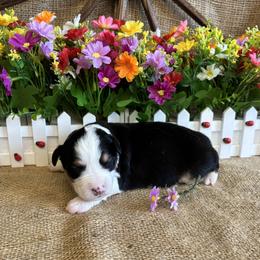 Ivy - Black tri female Miniature American Shepherd puppy in Cowlitz County, Washington from Pleasant Woods Miniature American Shepherds