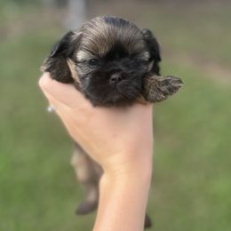 Nixi - Black and tan female Shih Tzu puppy in Clinton, Tennessee from Southland’s Shih Tzus