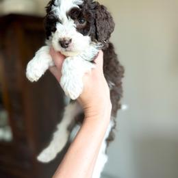 Be Mine - female Australian Mountain Doodle puppy in Iowa from Burkhart Family Puppies