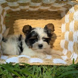 Charles - Black tan and white male Biewer Terrier puppy in Liberty, Texas from Tiny Yorkshire pups