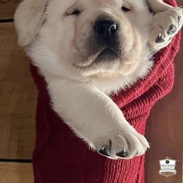 Labrador Retriever Puppies from Fairfax Pines English Labradors