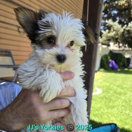 Obi - Parti male Yorkshire Terrier puppy in Pocatello, Idaho from JJ's Yorkies