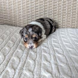 Holly - female Australian Mountain Doodle puppy in Winchester, Virginia from Morningstar Goldendoodles