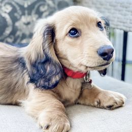 Dachshund Puppies from Longboard Dachshunds