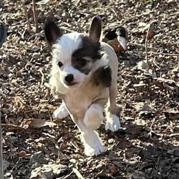 Chihuahua and Chinese Crested Puppies from Western Kentucky Chihuahua’s and Chinese Crested’s