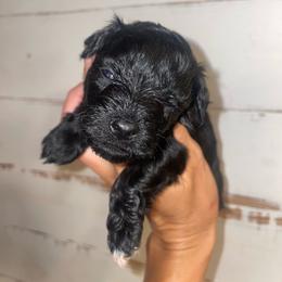 Black - Black male Miniature Schnauzer puppy in Malvern, Arkansas from Deep South Miniature Schnauzers