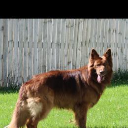 Otto - German Shepherd