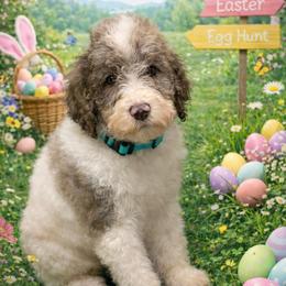 Light blue collar - Parti male Goldendoodle puppy in Sanderson, Florida from Serenity Goldendoodles