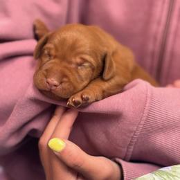 Boy 2 - Golden rust male Vizsla puppy in Port Angeles, Washington from Blacktail Trail Vizslas