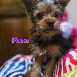 Fiona - Black and tan female Yorkshire Terrier puppy in Conyers, Georgia from Furrever Puppy Co.