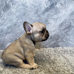 French Bulldog Puppies from Blue Lotus Frenchies