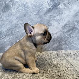 French Bulldog Puppies from Blue Lotus Frenchies