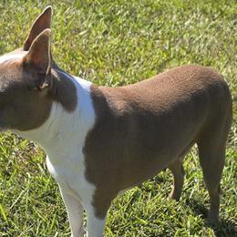 Boston Terriers from Nine Acre Boston's