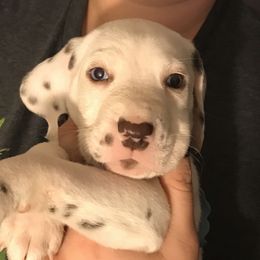 Dalmatian Puppies from Westview Dalmatians