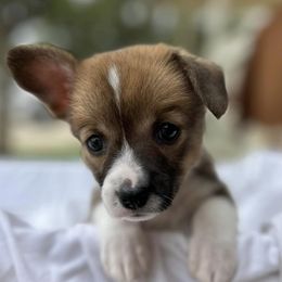 Companion Crosses, Miniature Australian Shepherds, and Pembroke Welsh Corgis from JOY Farms