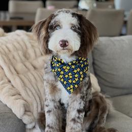 Luka - Bernedoodle