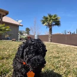 Winston - Black male Poodle puppy in Hesperia, California from Sweetie Pie Poodles