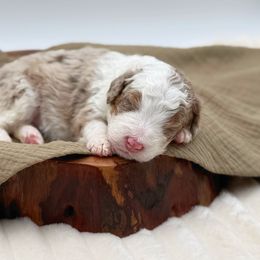 Girl 1 - Red merle female Aussiedoodle puppy in Manteca, California from Silva Ranch Doodles