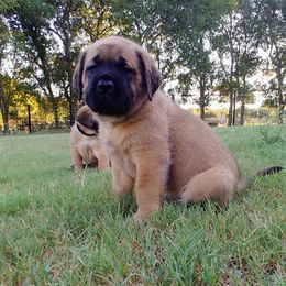 Mastiff Puppies from Red River Mastiff