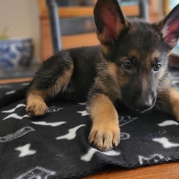 White, Male - German Shepherd puppy from Jessica's German Shepherds