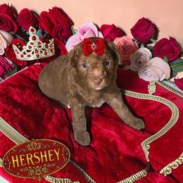 Hershey - Brown female Poodle puppy in Davie, Florida from Sweet Peluditos