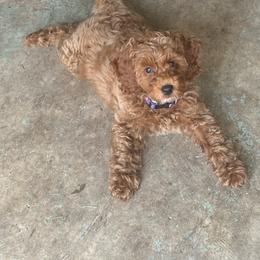 Brinley - Goldendoodle