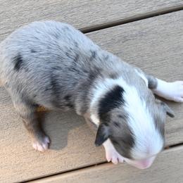 LOPER - Blue merle male Miniature American Shepherd puppy in Pasco, Washington from ROCK CREEK LABRADORS Pasco, WA
