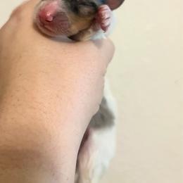 Clover - White merle female Collie puppy in Henderson, Nevada from River Spirit Collies